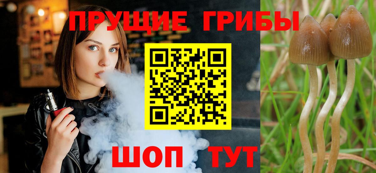 Псилоцибиновые грибы Psilocybe Луга