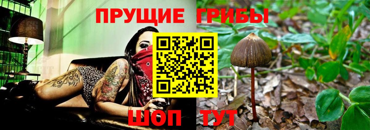 Луга  где можно купить   Вход с VPN  Галлюциногенные грибы прущие грибы 